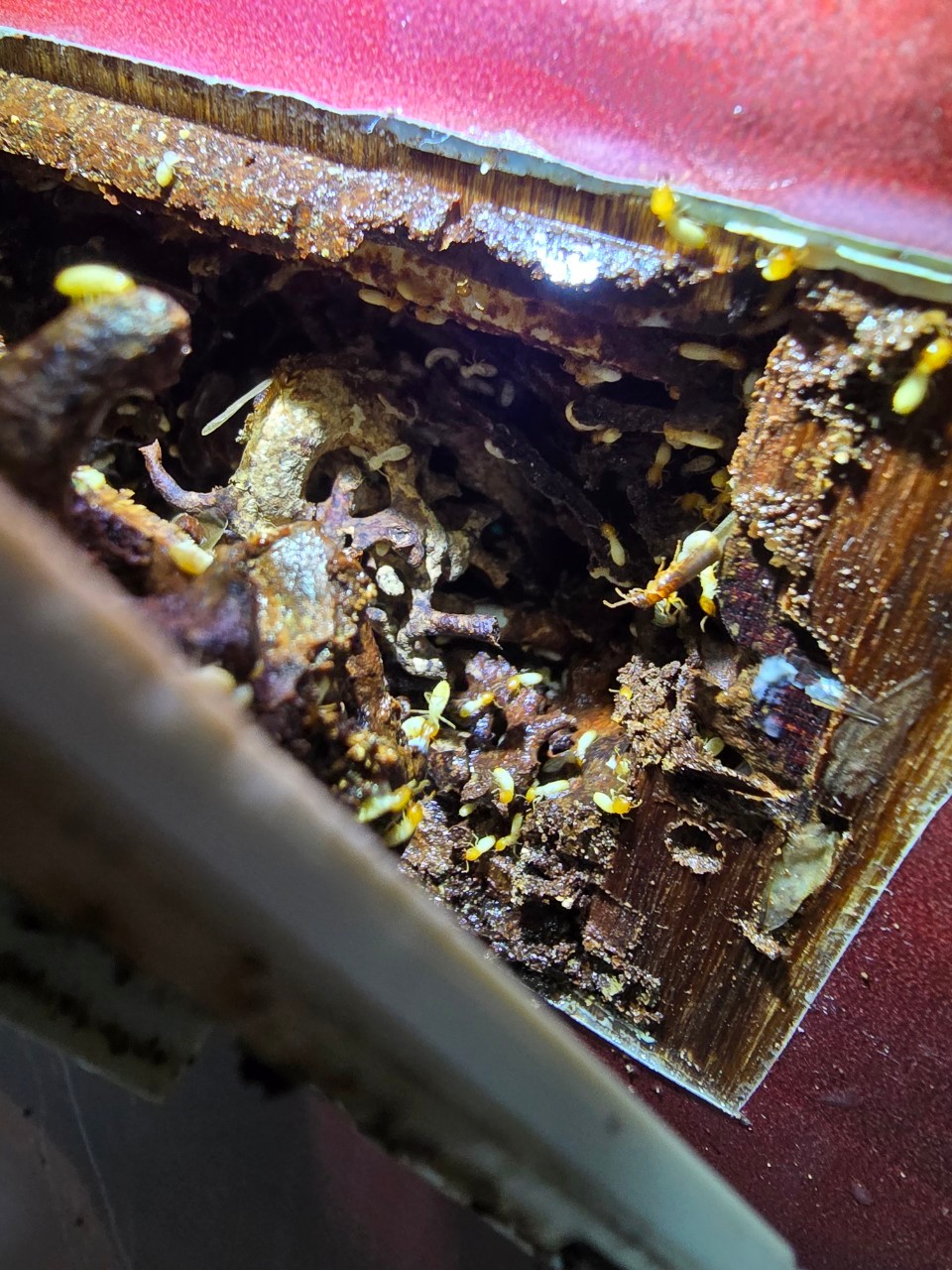 Ho消毒有限公司的實際案例圖片